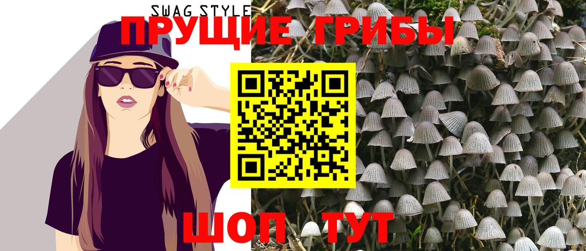 Псилоцибиновые грибы Psilocybe Железногорск
